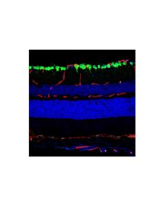 Cell Signaling RBPMS (F5D2I) Rabbit mAb; 20 µl