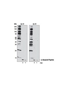 Cell Signaling Beta-Amyloid (D12b2) Rabbit mAb (BSA And Azide Free)