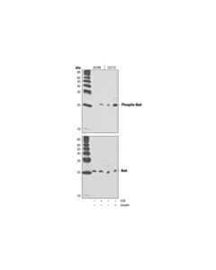 Cell Signaling Phospho-Bad (Ser136) (D25H8) Rabbit mAb (BSA and Azide Free)