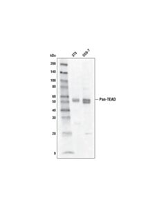 Cell Signaling Pan-Tead (D3f7l) Rabbit mAb (Biotinylated)