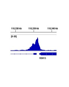 Cell Signaling HDAC7 (E7O8V) Rabbit mAb 20 uL