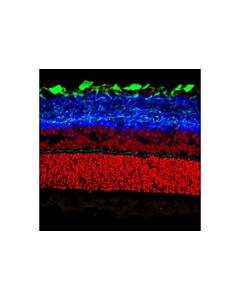 Cell Signaling Synapsin-1 (D12g5) Xp Rabbit mAb (Alexa Fluor 647 Conjugate)