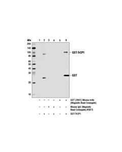 Cell Signaling Gst (26h1) Mouse mAb (Magnetic Bead Conjugate)