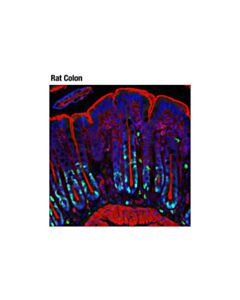 Cell Signaling Ki-67 (D3B5) Rabbit Monoclonal Antibody (Alexa Fluor ® 488 Conjugate)