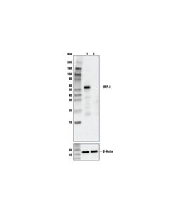 Cell Signaling Irf-3 (D6i4c) Xp Rabbit mAb