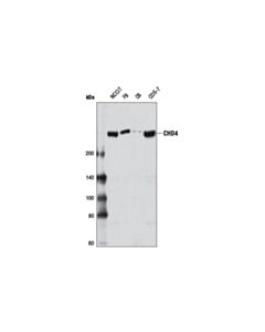 Cell Signaling CHD4 (D8B12) Rabbit mAb 20 uL