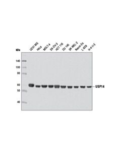 Cell Signaling USP14 (D8Q6S) Rabbit mAb 20 uL