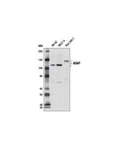 Cell Signaling Adap Antibody