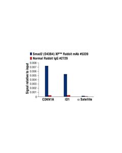 Cell Signaling Phosphoplus Smad2 (Ser465/467) Antibody Duet 