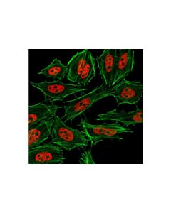 Cell Signaling Tri-Methyl-Histone H3 (Lys4) (C42d8) Rabbit mAb (Alexa Fluor  555 Conjugate)