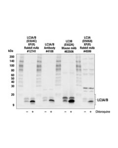 Cell Signaling Lc3 Control Cell Extracts