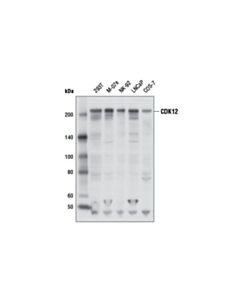 Cell Signaling Cdk12 Antibody