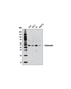 Cell Signaling Calumenin (4C6) Mouse mAb 20 uL