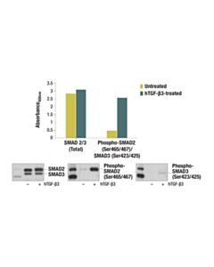 Cell Signaling PathScan ® Total SMAD2/3 Sandwich ELISA Kit