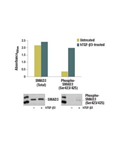 Cell Signaling Pathscan Phospho-Smad3 (Ser423/425) Sandwich ELISA Kit