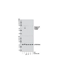 Cell Signaling Everolimus