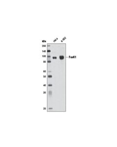 Cell Signaling Foxk1 Antibody