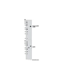 Cell Signaling Phospho-Cdc25c (Thr48) (D2h3) Rabbit mAb