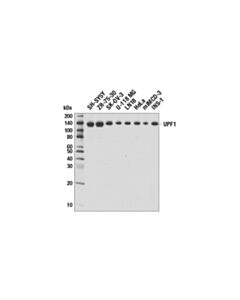 Cell Signaling UPF1 (D15G6) Rabbit mAb 20 uL