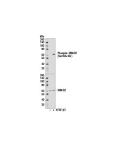 Cell Signaling Smad2/3 Control Cell Extracts