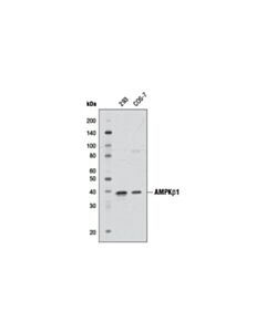 Cell Signaling Ampkbeta1 Antibody