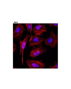 Cell Signaling Tri-Methyl-Histone H3 (Lys4) (C42d8) Rabbit mAb (Alexa Fluor 647 Conjugate)