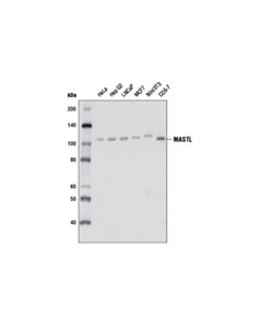 Cell Signaling MASTL (D3J4Y) Rabbit mAb 20 uL