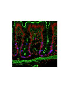 Cell Signaling Ki-67 (D3B5) Rabbit Monoclonal Antibody (Alexa Fluor ® 647 Conjugate)