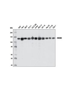 Cell Signaling MCM2 (1E7) Mouse mAb 20 uL