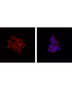 Cell Signaling Phospho-Syk (Tyr525/526) (C87C1) Rabbit Monoclonal Antibody (Alexa Fluor ® 647 Conjugate)