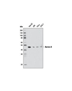Cell Signaling Aurora A (1F8) Mouse mAb 20 uL