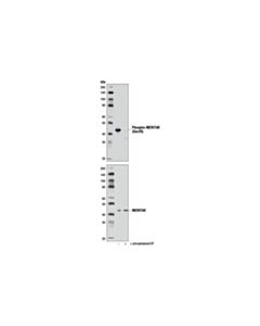 Cell Signaling Phospho-Merit40 (Ser29) Antibody