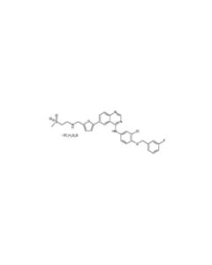 Cell Signaling Lapatinib