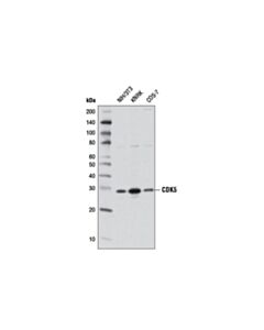 Cell Signaling CDK5 (1H3) Mouse mAb 20 uL
