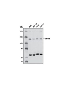Cell Signaling Cp110 Antibody