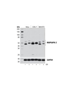 Cell Signaling Mapkapk-2 (D1e11) Rabbit mAb