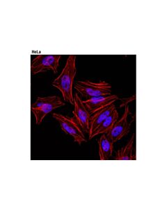 Cell Signaling Tri-Methyl-Histone H3 (Lys27) (C36B11) Rabbit Monoclonal Antibody (Alexa Fluor ® 647 Conjugate)