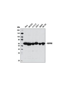 Cell Signaling Hsp60 (D6f1) Xp Rabbit mAb