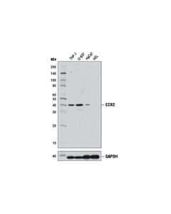 Cell Signaling Ccr2 (D14h7) Rabbit mAb