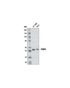 Cell Signaling Fkbp5 (D5g2) Rabbit mAb
