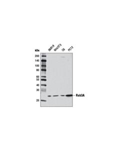 Cell Signaling Rab3A (D7B10) Rabbit mAb 20 uL