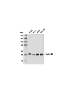 Cell Signaling Cyclin B1 (D5c10) Xp Rabbit mAb