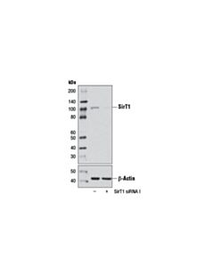 Cell Signaling Signalsilence Sirt1 Sirna I