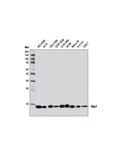 Cell Signaling Skp1 (D3J4N) Rabbit mAb 20 uL