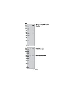 Cell Signaling Phospho-Csf-1r/M-Csf-R (Tyr699) (D10b11) Rabbit mAb