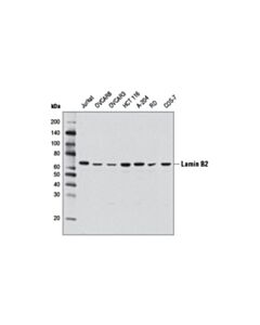 Cell Signaling Lamin B2 (D8P3U) Rabbit mAb 20 uL