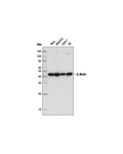 Cell Signaling Beta-Actin (8h10d10) Mouse mAb (Hrp Conjugate)