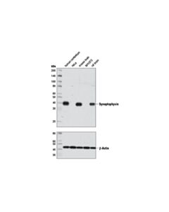 Cell Signaling Synaptophysin (7H12) Mouse mAb 20 uL
