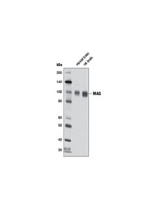 Cell Signaling MAG (D10H1) Rabbit mAb 20 uL