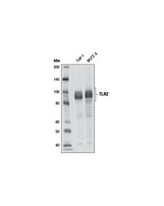 Cell Signaling Toll-Like Receptor 2 (D7g9z) Rabbit mAb